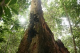 tawau-hills-park-img_7008