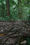 tawau-hills-park-img_7015