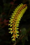 trus-madi-img_2340
