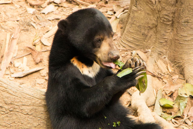 Bornean Sun Bear, the smallest bear in the world