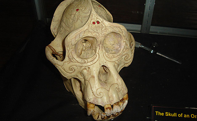 Skull of Orang utan