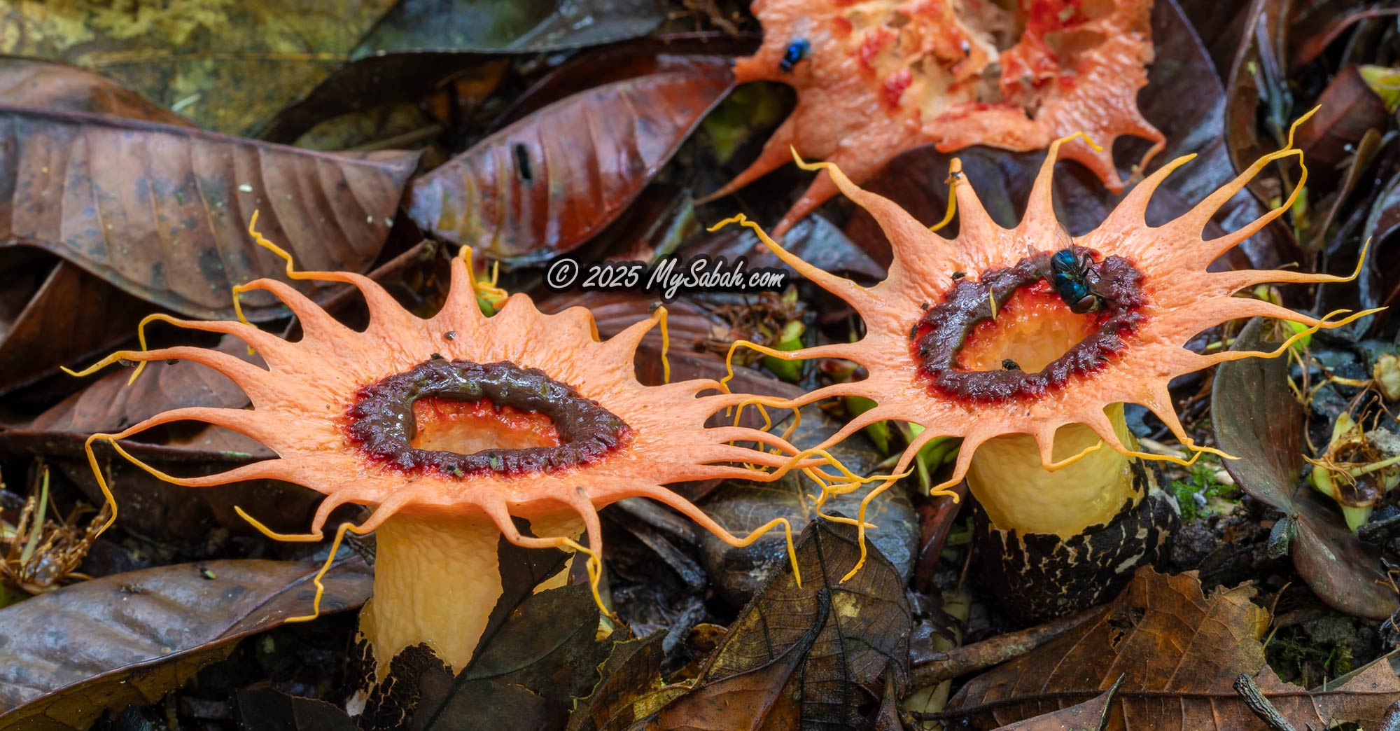 The Magical World of Mushroom & Fungi in Borneo - MySabah.com