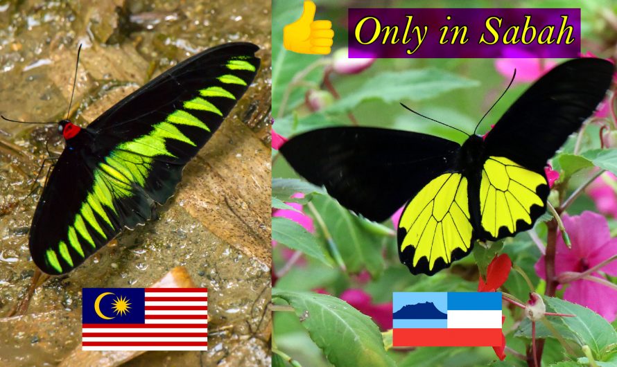 Butterflies of Sabah Borneo