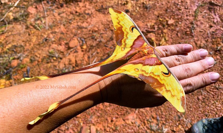 The Amazing World of Insects at Borneo Jungle Girl Camp