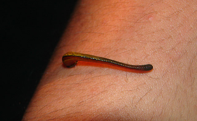 How to prevent leech bite? 