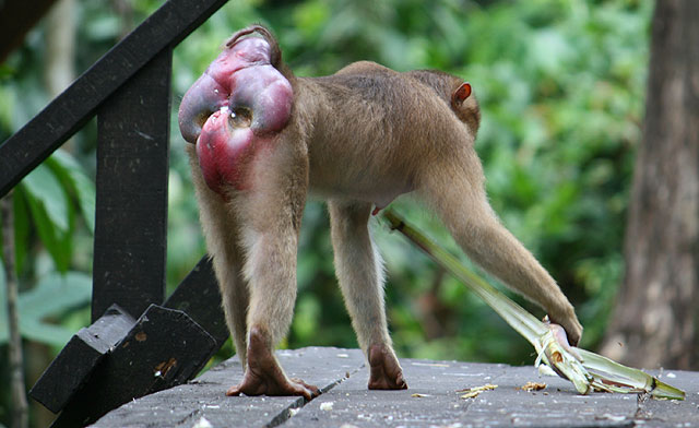 monkey with red butt
