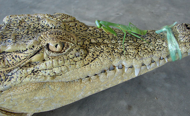 Crocodile Vs Mantis