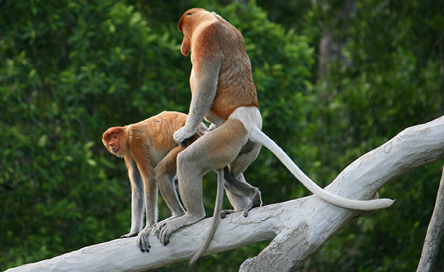 Proboscis Monkeys, Klias Wetlands