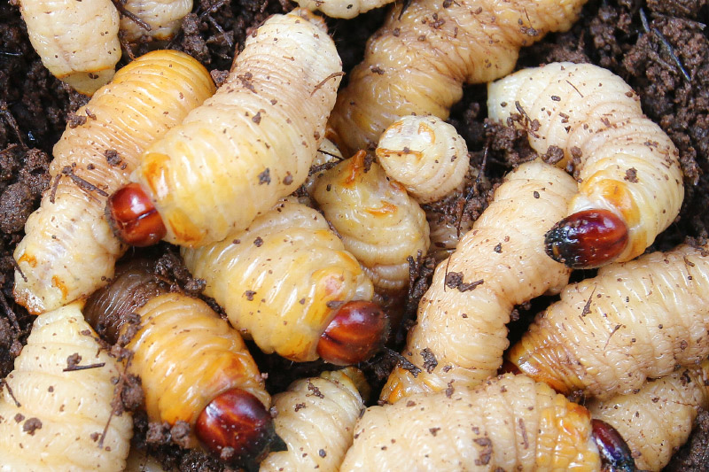 Sago Grub (Butod), the Most Bizarre Food of Borneo