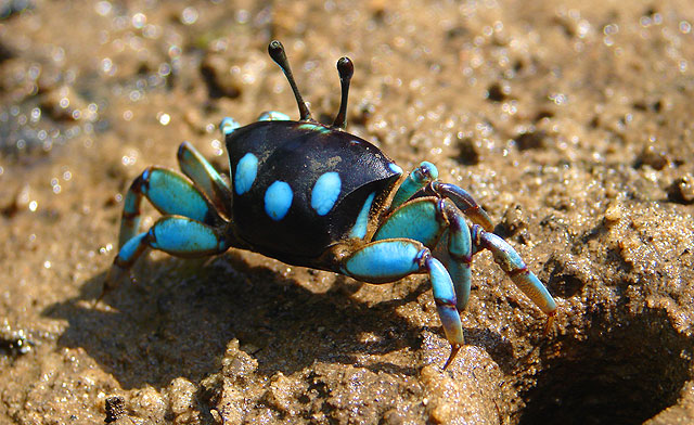 Colorful fiddler crabs of Borneo