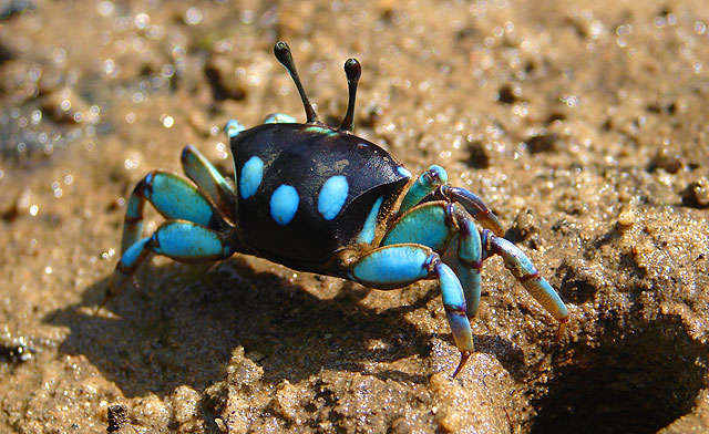 Colorful fiddler crabs of Borneo 