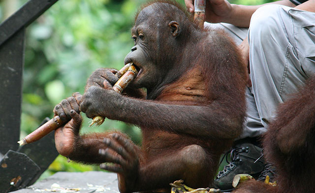 Baby orangutan