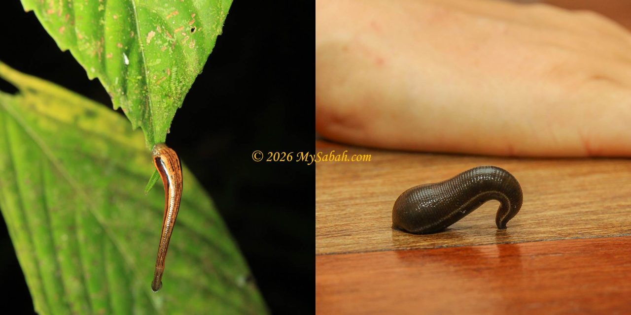 Tiger leech and brown leech of Borneo