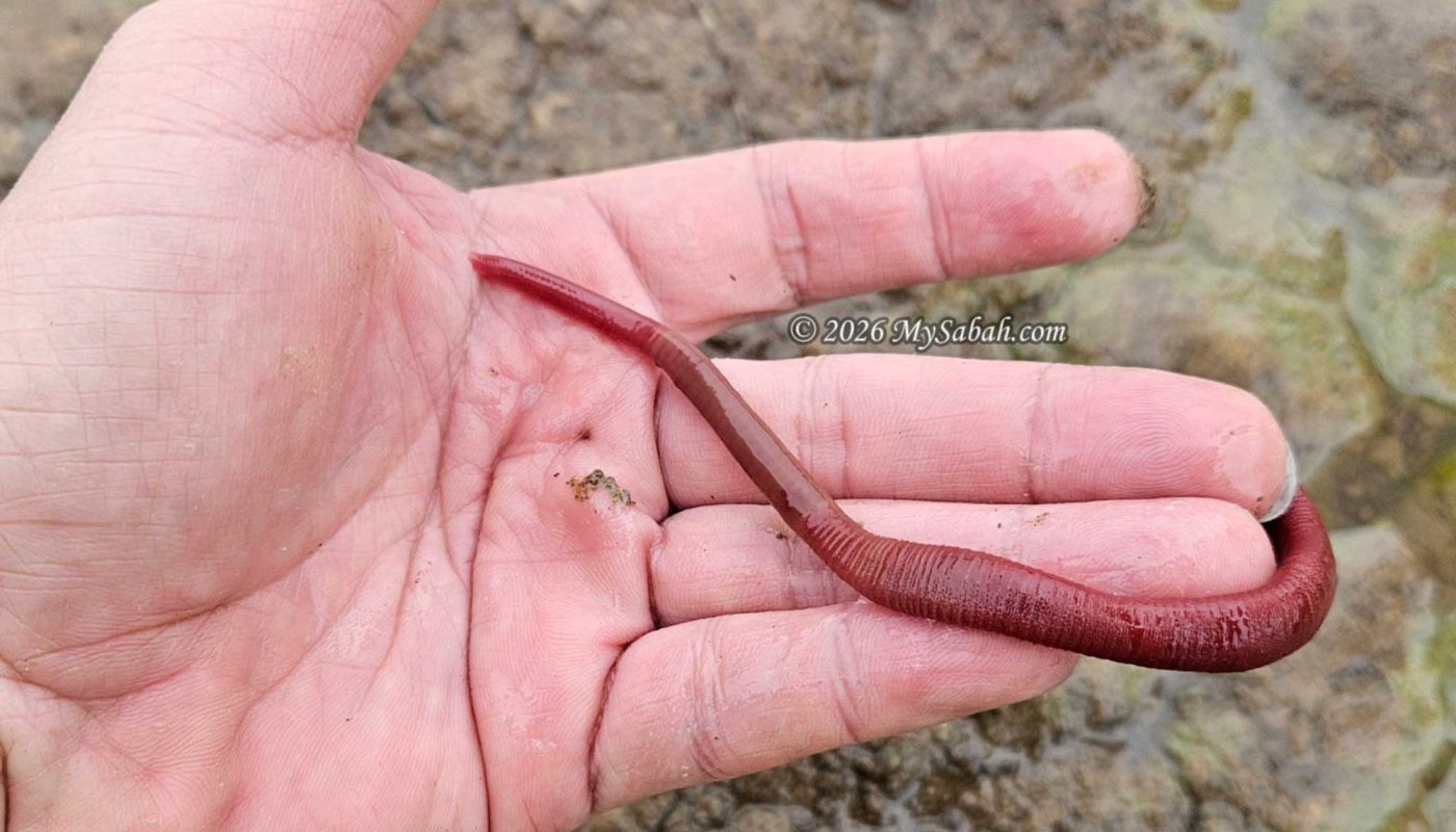 Kinabalu Giant Red Leech
