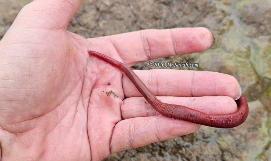 Kinabalu Giant Red Leech, the Largest Leech of Borneo
