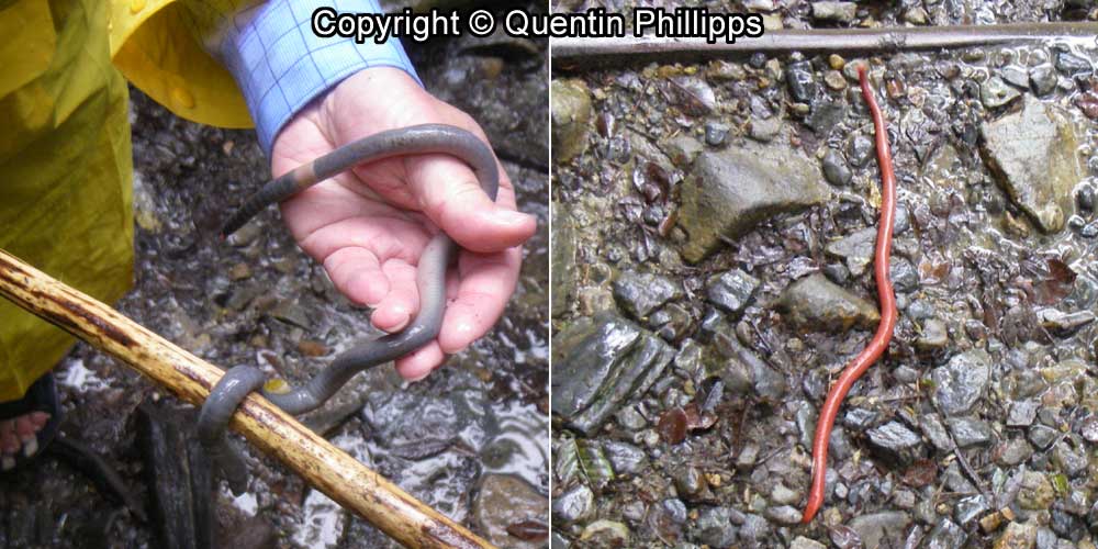 Left: Giant Earthworm on Mount Kinabalu. Right: The Kinabalu Giant Red Leech that came after it.