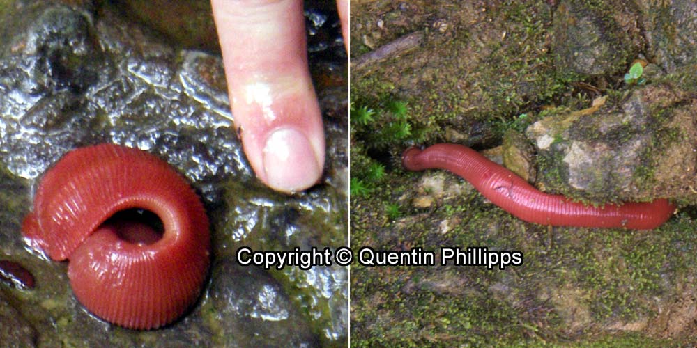 Close-up of the Kinabalu Giant Red Leech