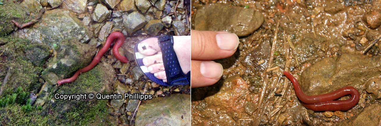 Left: Kinabalu Giant Red Leech on Mount Kinabalu. Right: Giant Leech of Kota Belud.