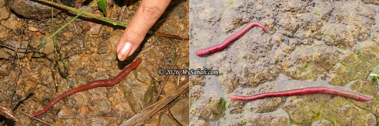 Kinabalu Giant Red Leech in Kota Belud