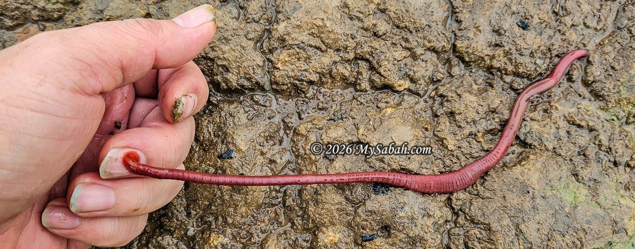 The Kinabalu Giant Red Leech can stretch its body like rubber up to a foot long.