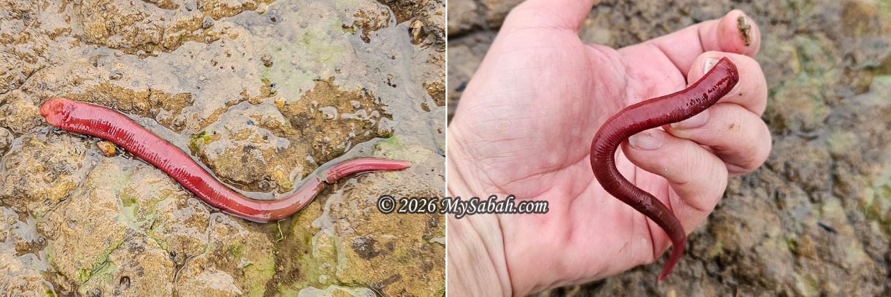 Kinabalu Giant Red Leech of Kota Belud