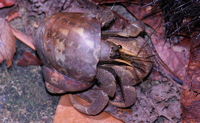 Hermit Crab