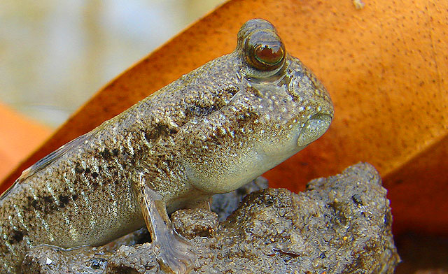 Mudskipper, a fish that walks & jumps