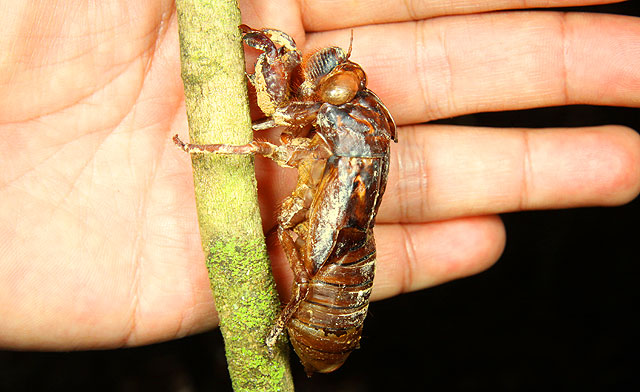 Cicada, the loudest insect in the world