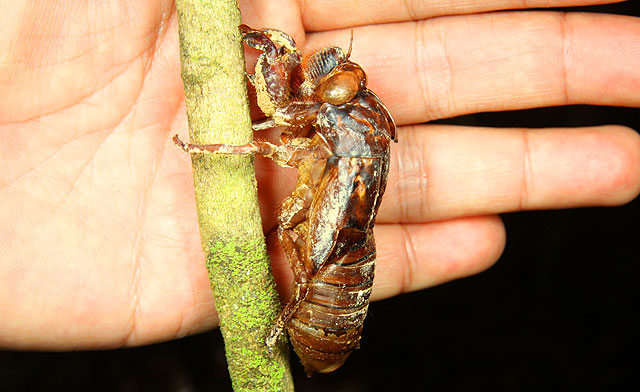 Cicada