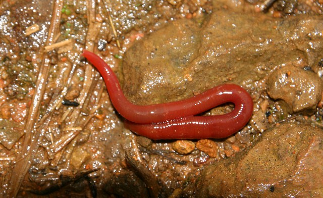 Kinabalu Giant Leech
