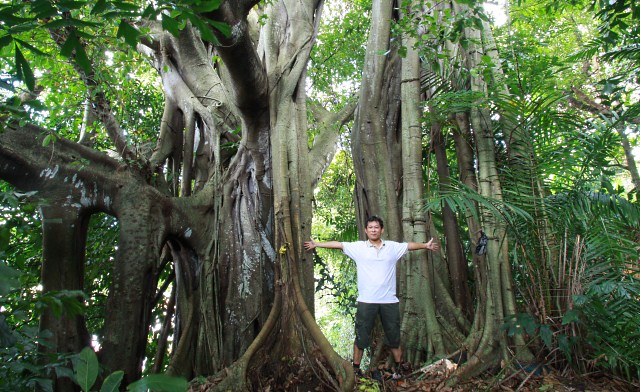 The Largest Banyan Tree of Kota Kinabalu