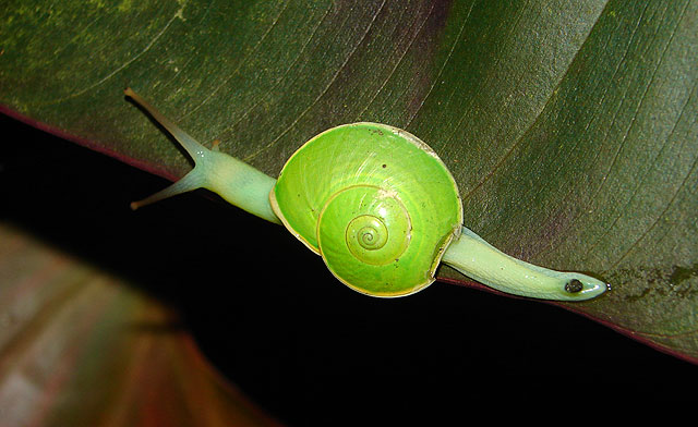 Green snail