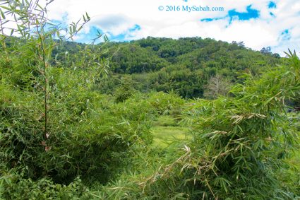 Bamboo trees and shrubs in Tambunan