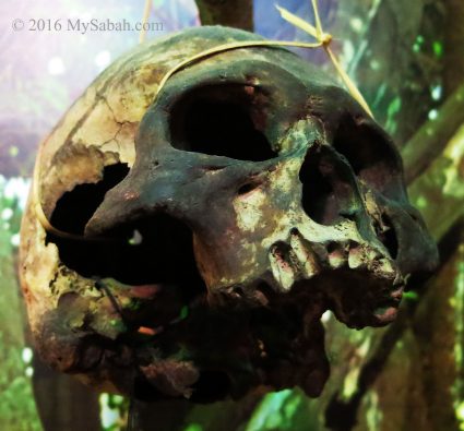 An old skull belongs to a headhunter (now kept by Sabah Museum)