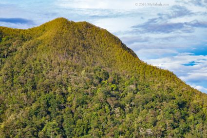 Two distinct forest of Mt Wakid, the darker lowland rainforest and lighter heath forest near the top