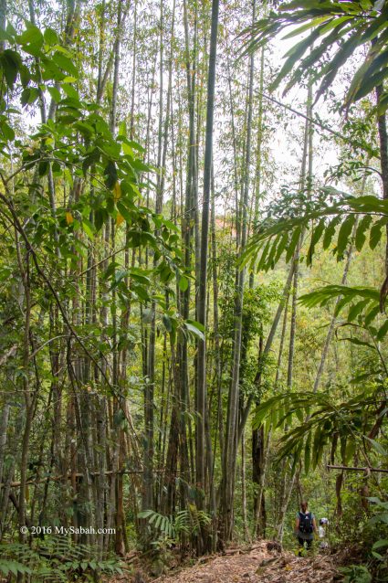 tall bamboo trees