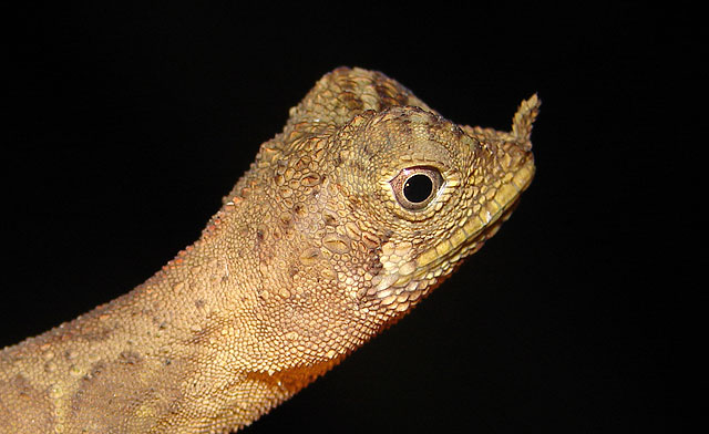 Lizard