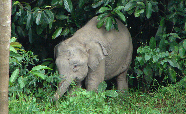 Borneo elephant