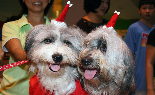 Dogs in Xmas dress