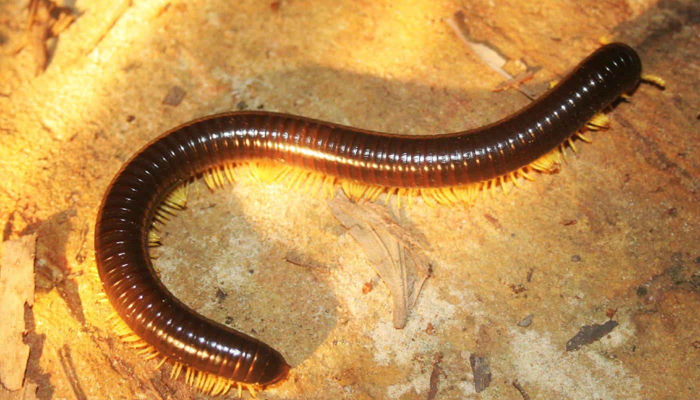 big millipede