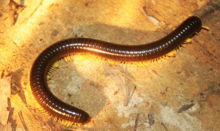 big millipede