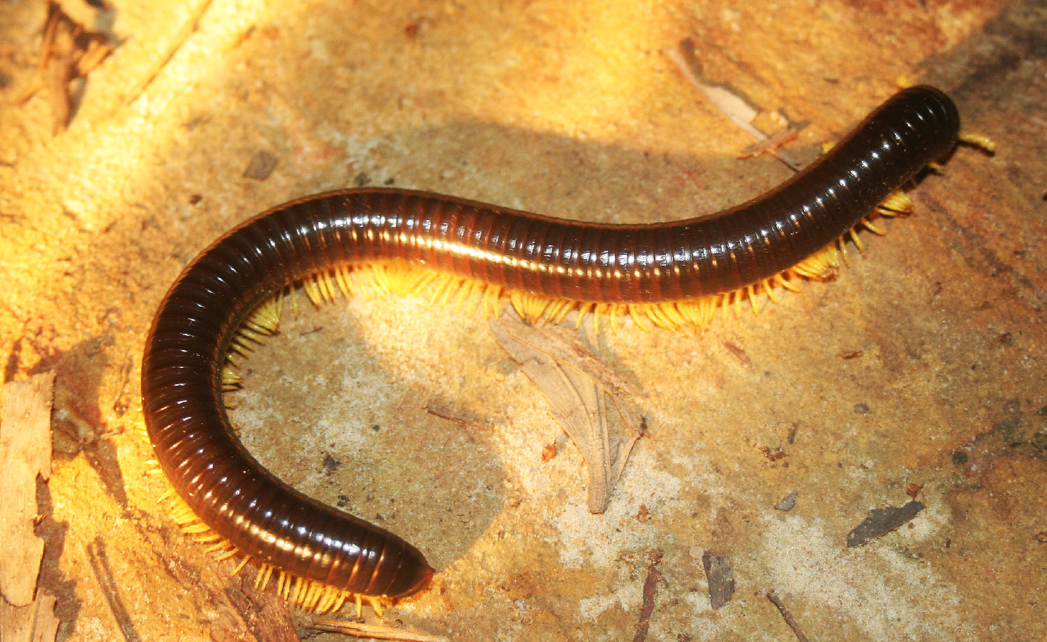 big millipede