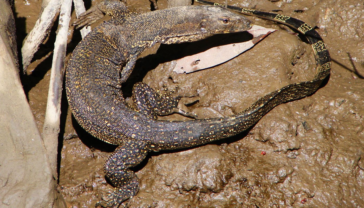 Monitor Lizard in mangrove