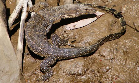 Monitor Lizard in mangrove