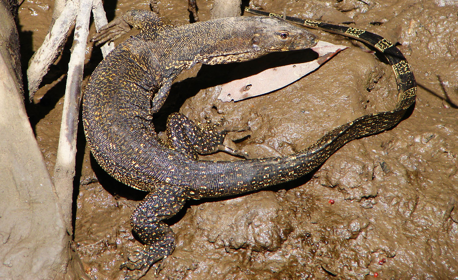Monitor Lizard in mangrove