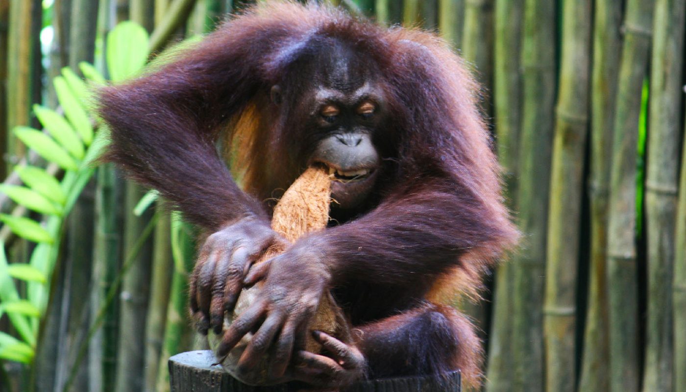 orangutan open coconut