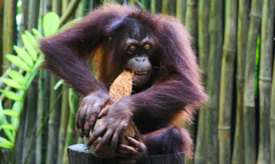 Animal Shows at Lok Kawi Wildlife Park