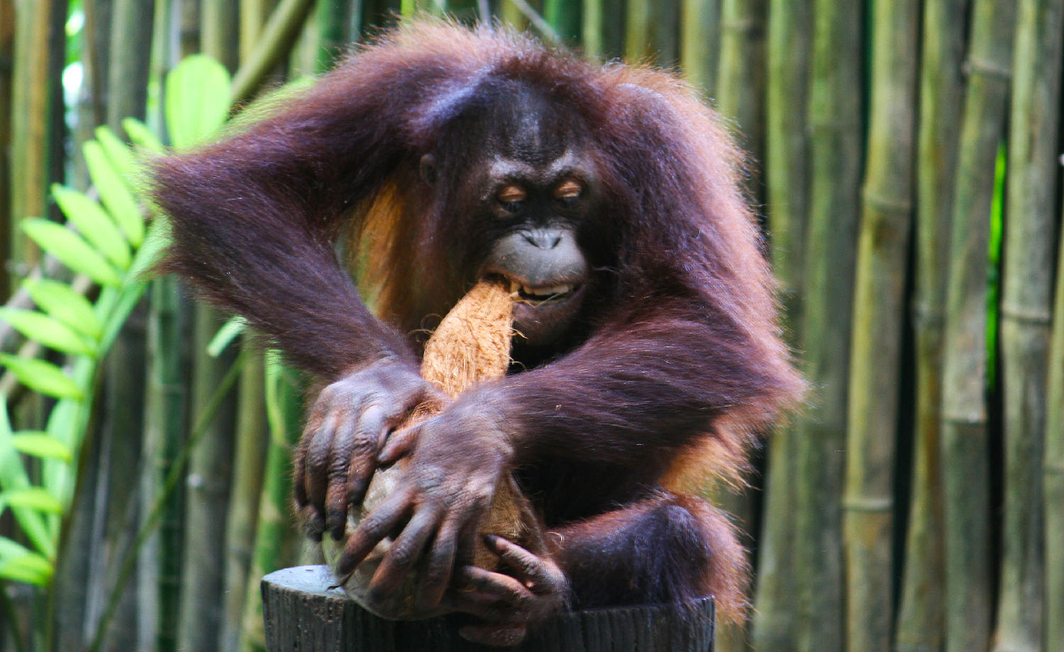 orangutan open coconut