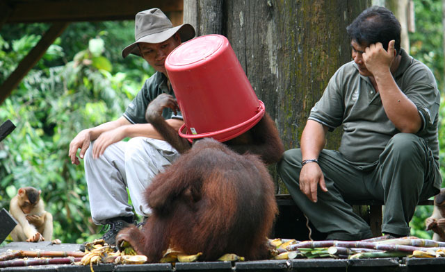 Cute Orang-Utan