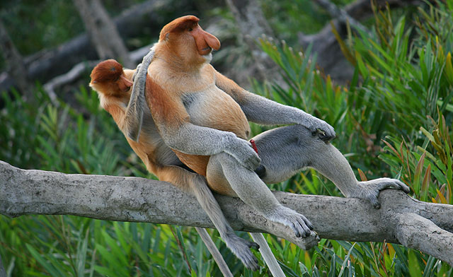 Proboscis Monkey, the playboy of Borneo